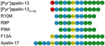 [Pyr1]Apelin-13(1–12) Is a Biologically Active ACE2 Metabolite of the Endogenous Cardiovascular Peptide [Pyr1]Apelin-13